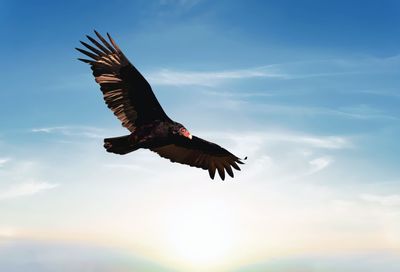 Low angle view of eagle flying against sky