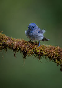 Close-up of bird perching on branch