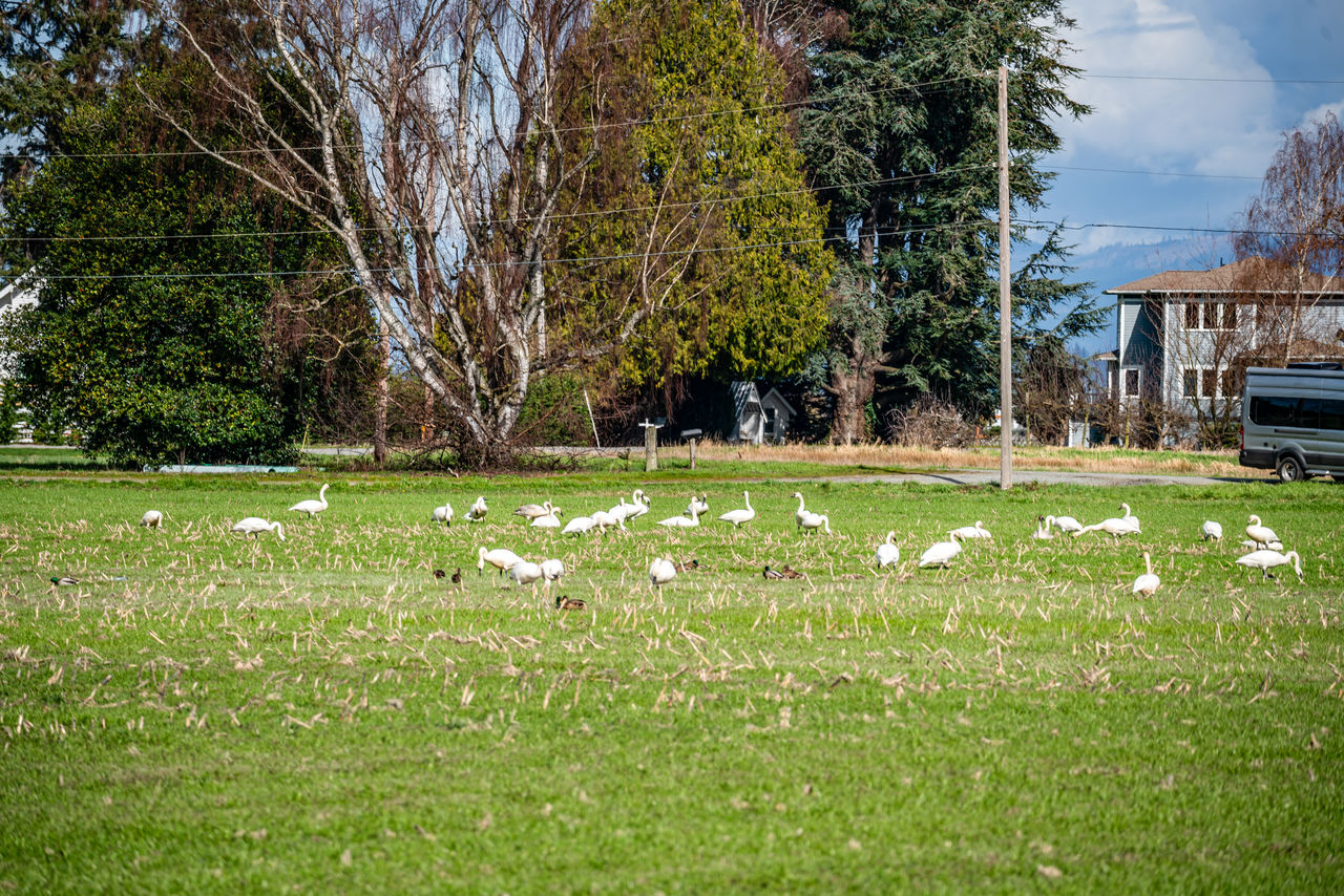 plant, tree, grass, flower, nature, animal themes, green, animal, bird, lawn, day, no people, group of animals, meadow, rural area, field, land, car, animal wildlife, wildlife, pasture, large group of animals, leaf, outdoors, beauty in nature, growth, garden, sky, park, architecture, vehicle, yard, landscape