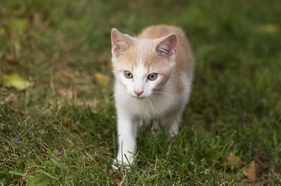 Kitten walking on grassy field