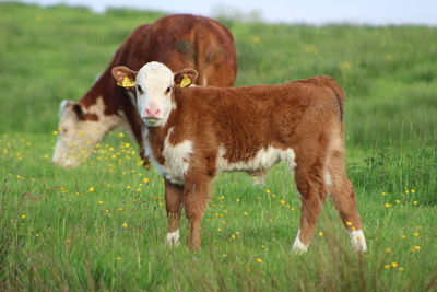 Cow standing on field