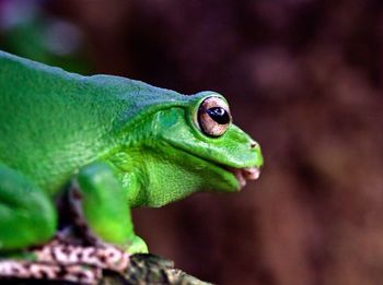 Close-up of green lizard