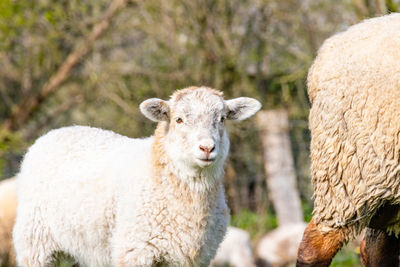 Portrait of an animal on field