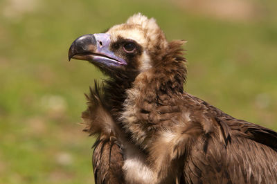 Close-up of a bird looking away