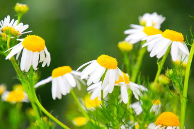 Close-up of white daisy flowers