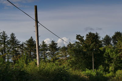 Low angle view of trees and electricity pylon in forest against sky