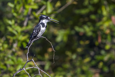 Close-up of bird perching on branch