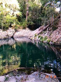 Scenic view of lake in forest