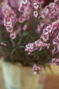 Close-up of pink cherry blossoms