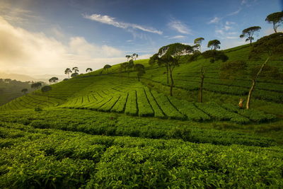 Scenic view of agricultural field against sky