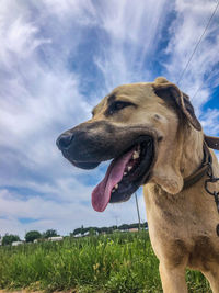 Dog looking away on field against sky