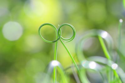 Close-up of green plant on field