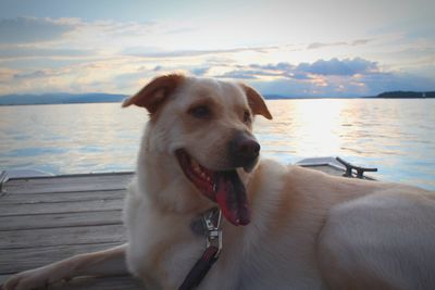 Close-up of dog sitting by sea against sky