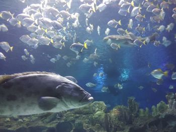 Fish swimming in sea