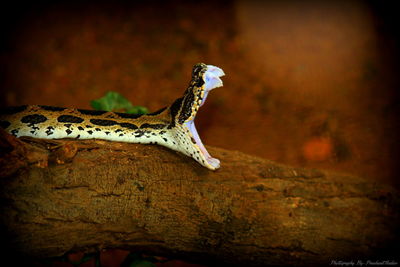 Close-up of a lizard
