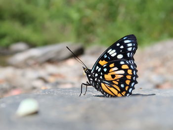 Close-up of butterfly