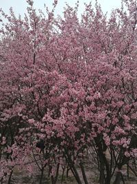 Low angle view of pink flower tree against sky