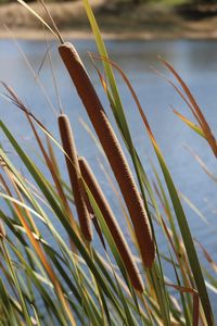 Close-up of grass against lake