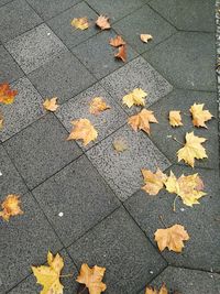 High angle view of autumn leaves