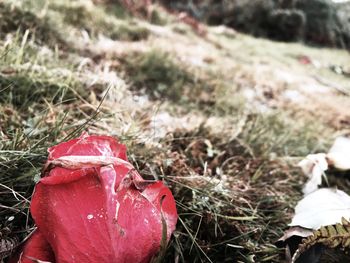 Close-up of red leaves