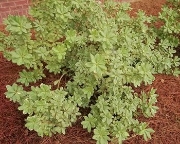 Plants growing in pond