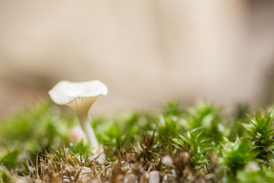 Close-up of mushrooms growing on field