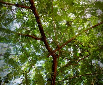 Low angle view of trees in forest