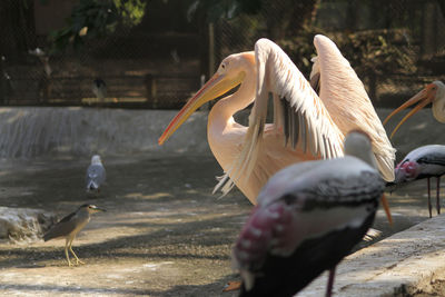 View of birds in the water