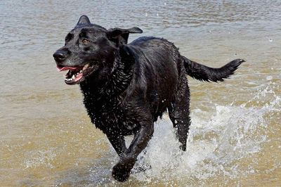 Side view of black dog running in water 