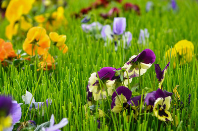 Close-up of fresh purple flowers in field