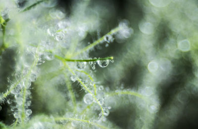 Close-up of water drops on leaves