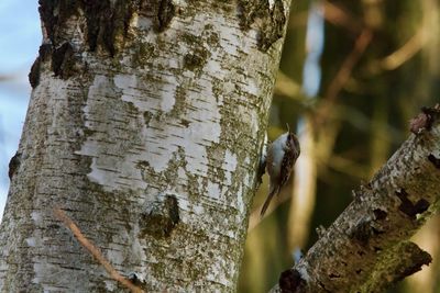 Low angle view of insect on tree trunk