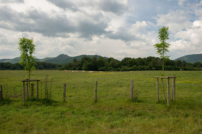 Scenic view of field against sky