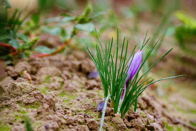 Close-up of plant growing on field