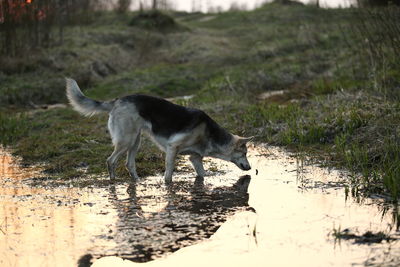Dog walking in a field