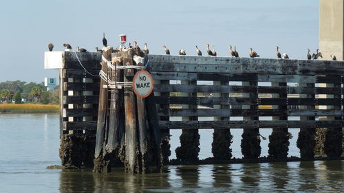 Reflection of birds on wooden post in river