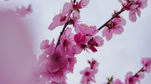 Close-up of pink cherry blossoms