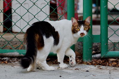 Portrait of cat looking through fence