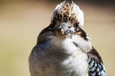 Close-up of bird