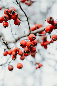 Red berries growing on tree