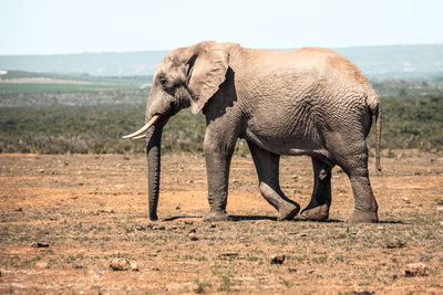 Side view of elephant walking on land