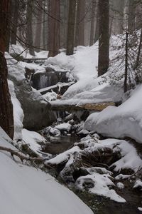 Snow covered trees in forest