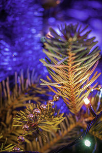 Close-up of illuminated christmas tree