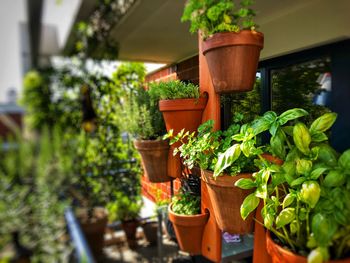 Potted plants in yard