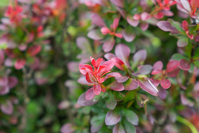 Close-up of pink flowering plant