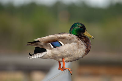 Close-up of a bird
