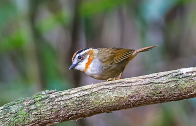 Beautiful bird, rufous-throated fulvetta  perching on a branch in nature of thailand.