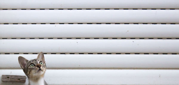 Portrait of cat sitting by blinds