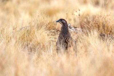 Side view of a bird on field