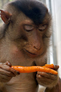 Close-up of monkey holding carrot